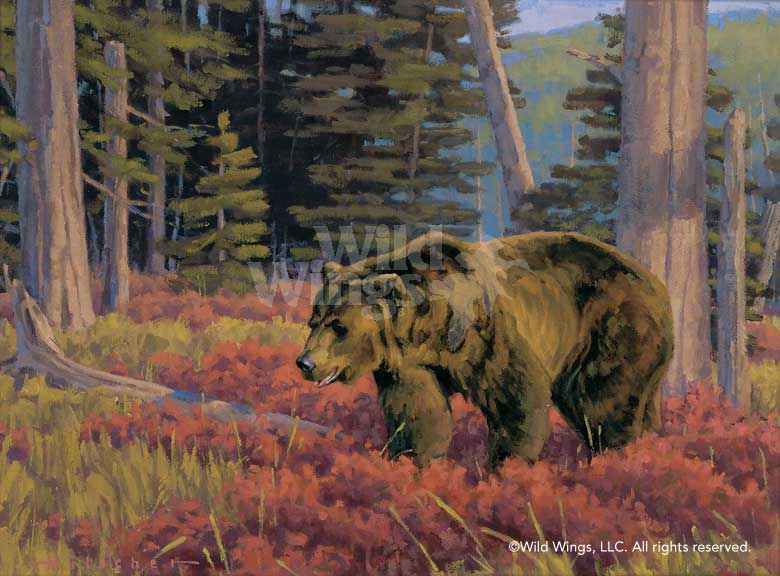 780x576 Wading Through Crimson Brown Bear Original Oil Painting Wild Wings - Brown Bear Painting