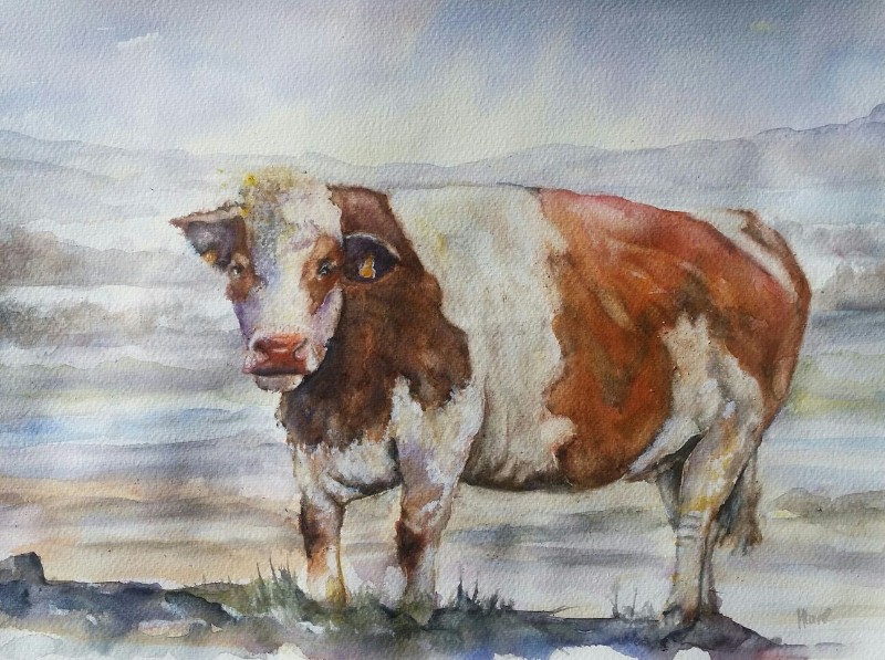 800x597 Burren Brown Cow - Brown Cow Painting