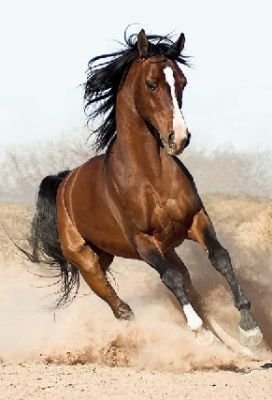 272x400 Canvas A Brown Horse Grassland Background Animal Oil Paintings - Brown Horse Painting