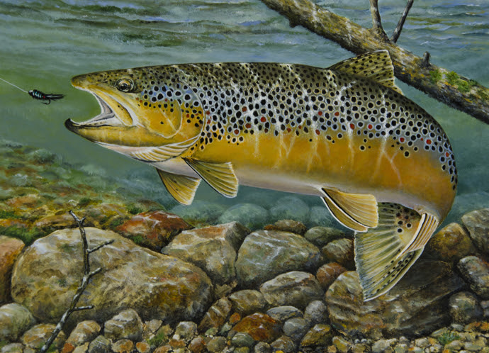 Brown Trout Painting at PaintingValley.com | Explore collection of ...