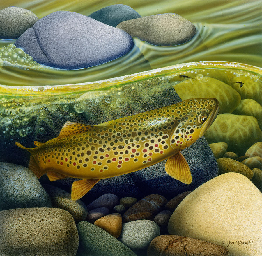 900x882 Brown Trout Painting By Jq Licensing - Brown Trout Painting