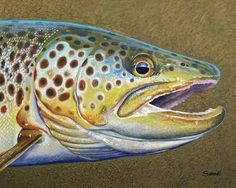 236x188 25 Best Brown Trout Fish Art Images On Fishing, Trout - Brown Trout Painting