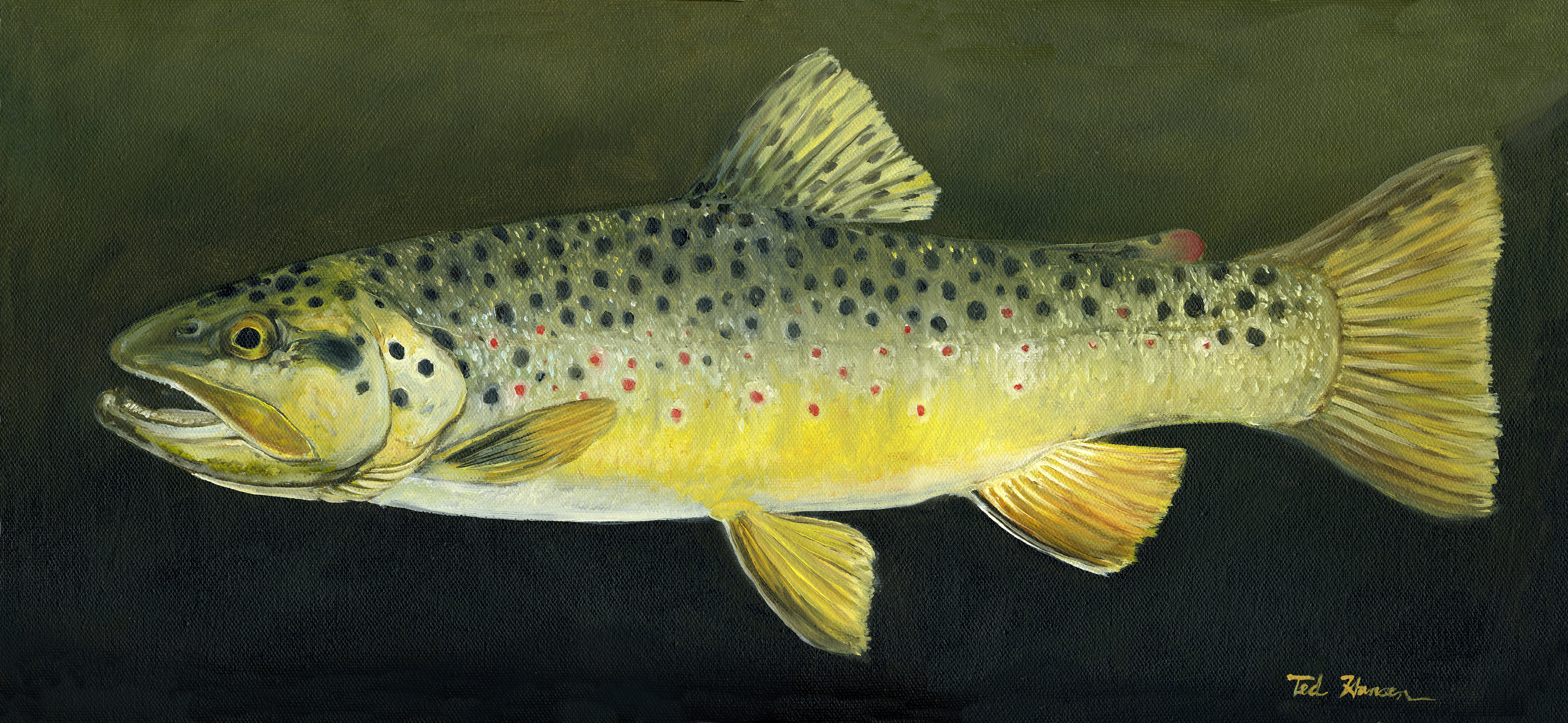 3600x1660 Oil Painting Of Brown Trout Fine Art, Fine Fishing - Brown Trout Painting