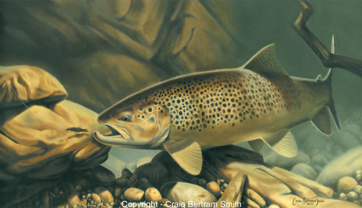 709x407 Rainbow And Brown Trout - Brown Trout Painting