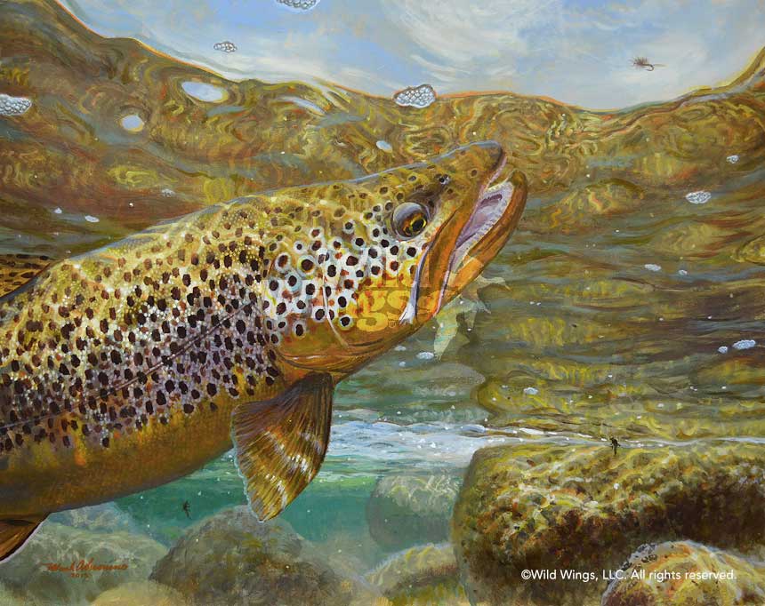 860x682 Rising To The Fly Brown Trout Original Acrylic Painting Wild Wings - Brown Trout Painting