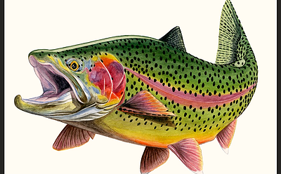 400x248 Tim Johnson Gallery Fly Fishing Artwork Fish Painting Trout Artwork - Brown Trout Painting