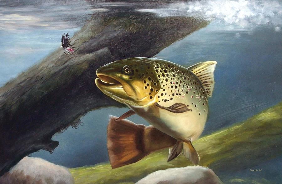 900x590 Brown Trout Paintings - Brown Trout Painting