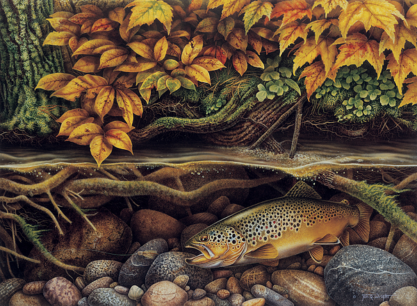 600x441 Autumn Brown Trout Painting By Jq Licensing - Brown Trout Painting