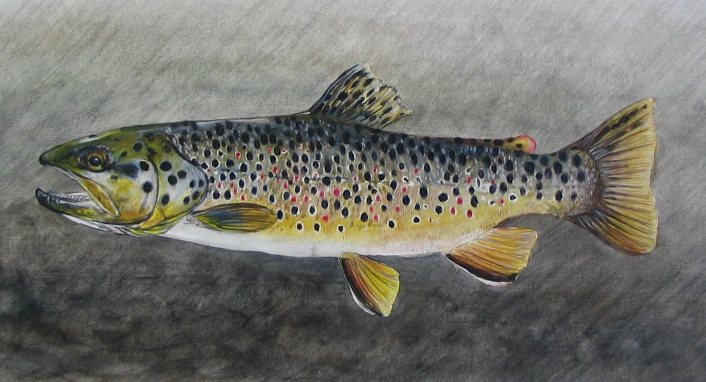 1378x746 Brown Trout Painting Fine Art, Fine Fishing - Brown Trout Painting