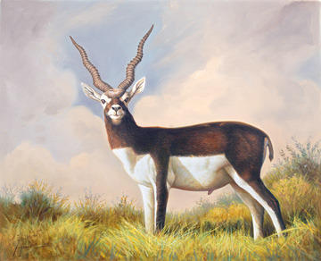 360x292 Indian Black Buck Painting - Buck Painting