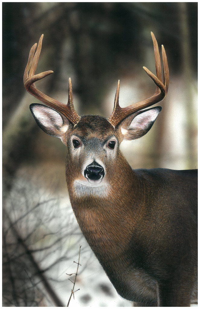 663x1024 Painting Of A Whitetail Buck Standing In A Winter Scene - Buck Painting