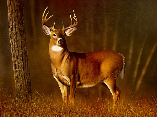 500x375 Painting Of A Whitetail Buck - Buck Painting