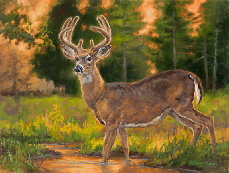 800x606 Ryan Kirby Art White Tailed Deer Original Oil Paintings - Buck Painting