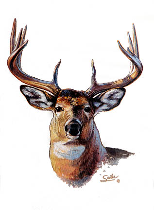 317x432 Big Buck - Buck Painting