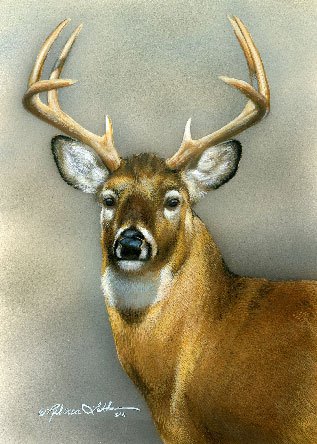 317x444 Whitetail Buck Painting Paintings Of Wildlife Amp Nature By - Buck Painting