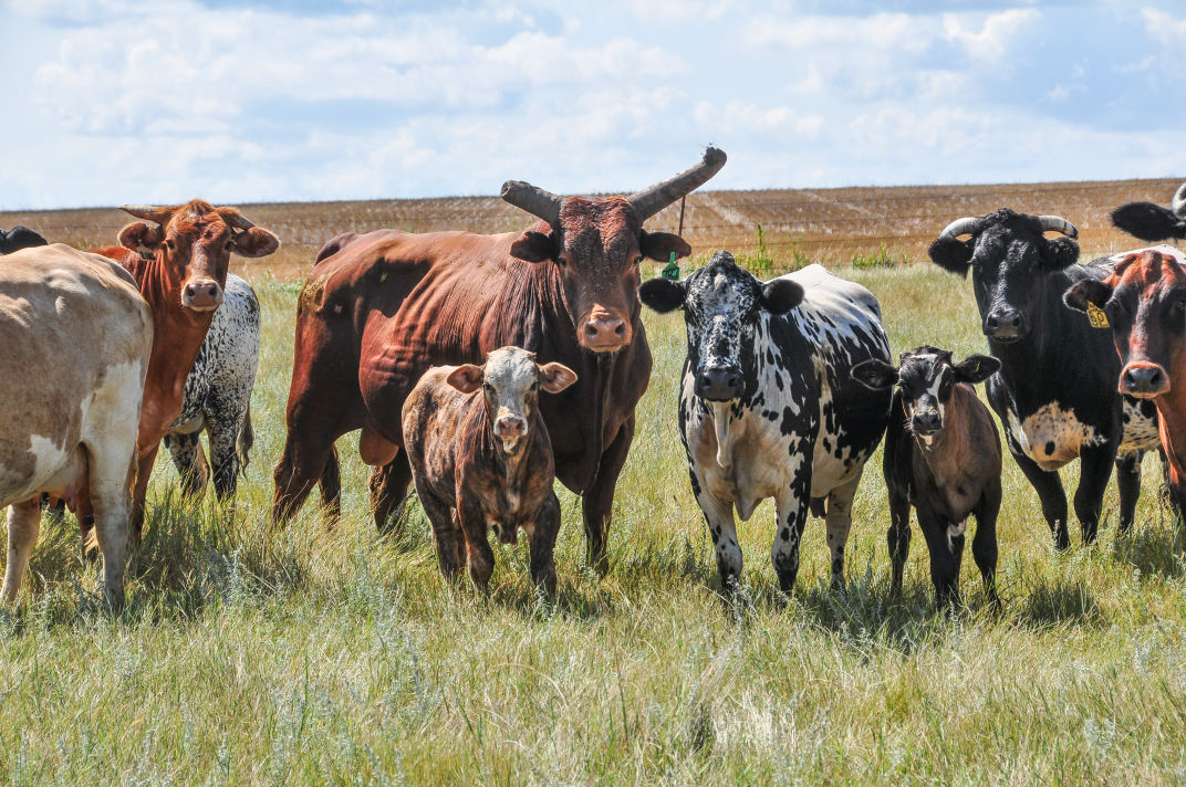 1072x712 A Bad Habitough Break Champion Bucking Bull Retires - Bucking Bull Painting