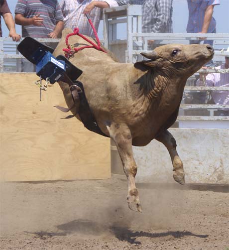 460x502 Bucking Bull Futurity Hynekart's Blog - Bucking Bull Painting