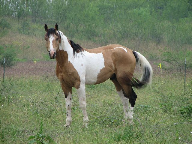 640x480 Buckskin Tobiano Stallion Horse, Painted Horses And Animal - Buckskin Horse Painting