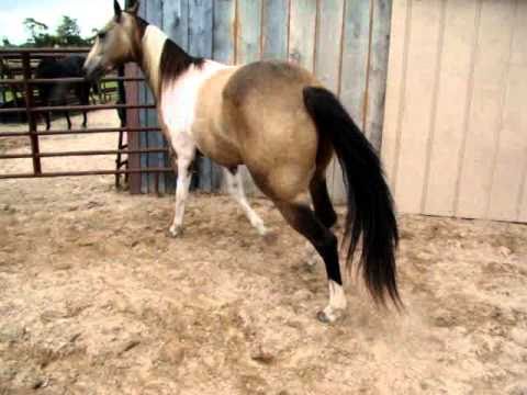 480x360 Buckskin Paint Gelding - Buckskin Painting