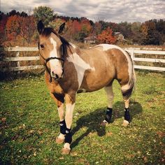 236x236 Buckskin Paint Horse Horses Painted Horses, Horse - Buckskin Painting