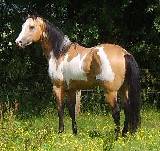 527x498 Beautiful Buckskin Horses Horse - Buckskin Painting