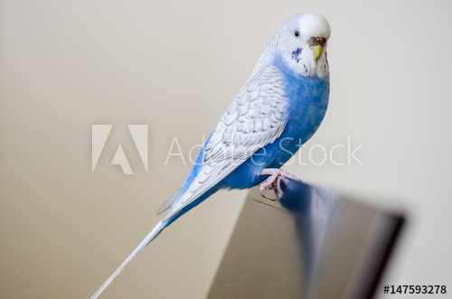 500x331 Budgie Posters Amp Wall Art Prints Buy Online - Budgie Painting