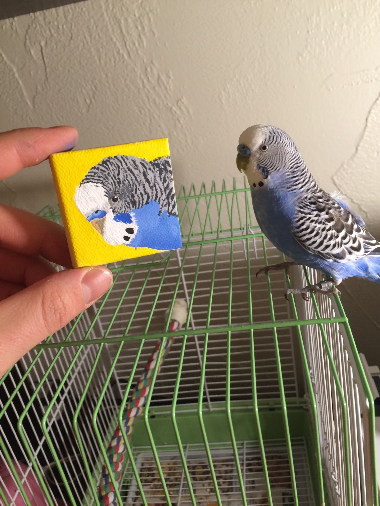 1224x1632 Mini Painting Of Spencer The Budgie - Budgie Painting