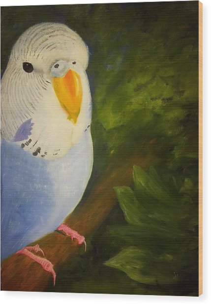 429x618 The Baby Parakeet - Budgie Painting