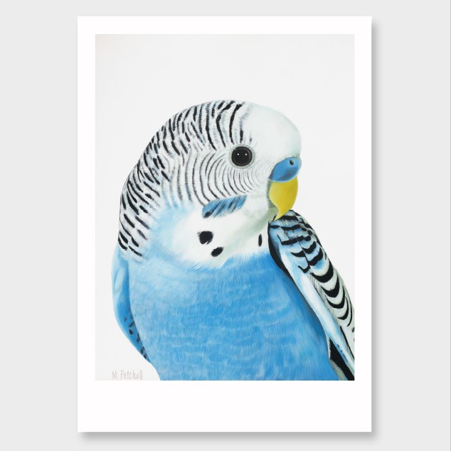 634x634 Wilbur Budgie Art Print By Margaret Petchell Nz Art Prints, Art - Budgie Painting