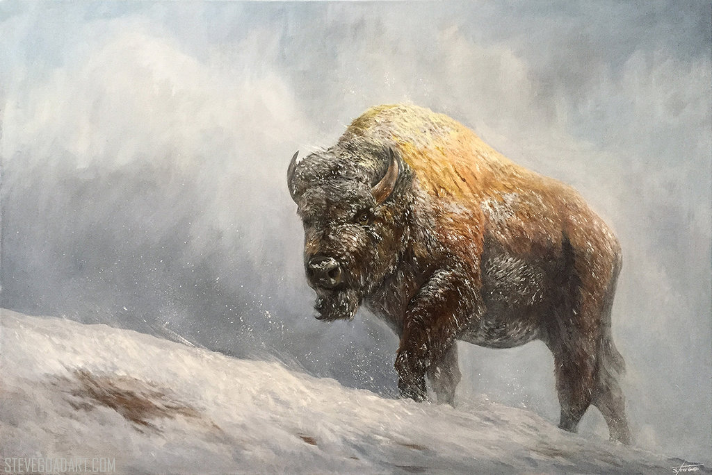 1024x684 Buffalo Oil Painting By Stevegoad - Buffalo Canvas Painting