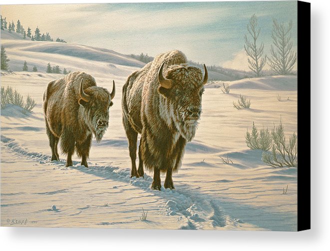 661x503 Frosty Morning - Buffalo Canvas Painting