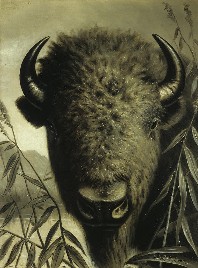 665x900 Buffalo Head Painting By Astley David Middleton Cooper - Buffalo Head Painting