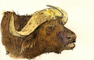 300x193 Buffalo Head Painting By Juan Bosco - Buffalo Head Painting