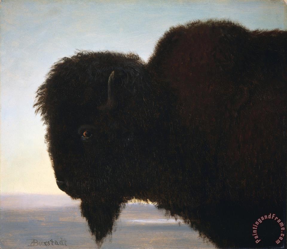 960x832 Albert Bierstadt Buffalo Head Painting - Buffalo Head Painting