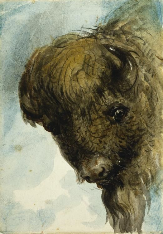 523x750 Buffalo Head Alfred Jacob Miller - Buffalo Head Painting