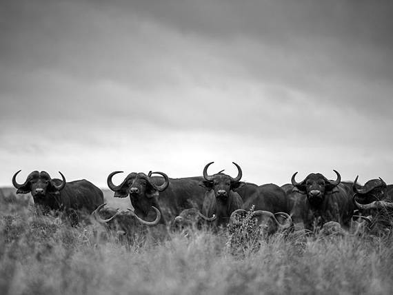 570x428 Cape Buffalo Herd Canvas Painting Octotreasure - Buffalo Herd Painting