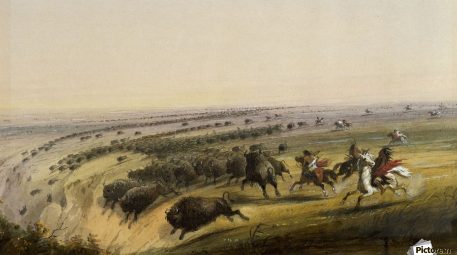 899x502 Hunting Buffalo - Buffalo Herd Painting