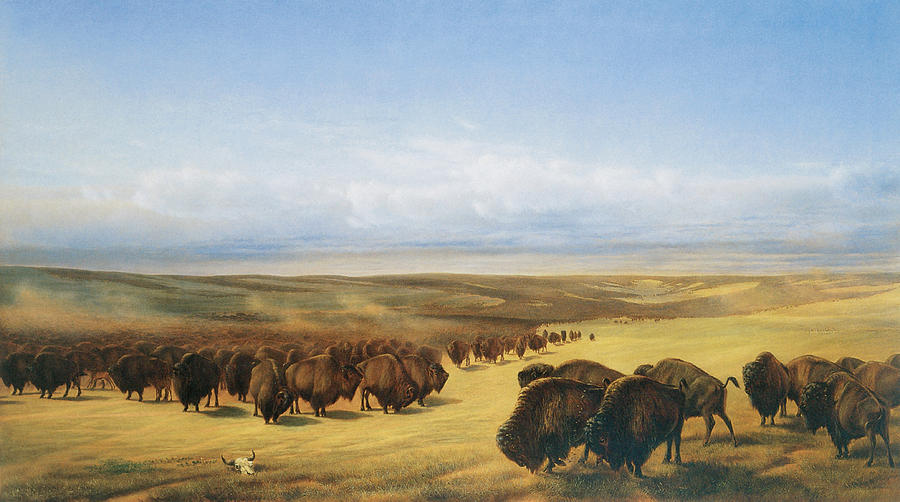 900x502 The Gathering Of The Herd Painting By William Jacob Hays - Buffalo Herd Painting