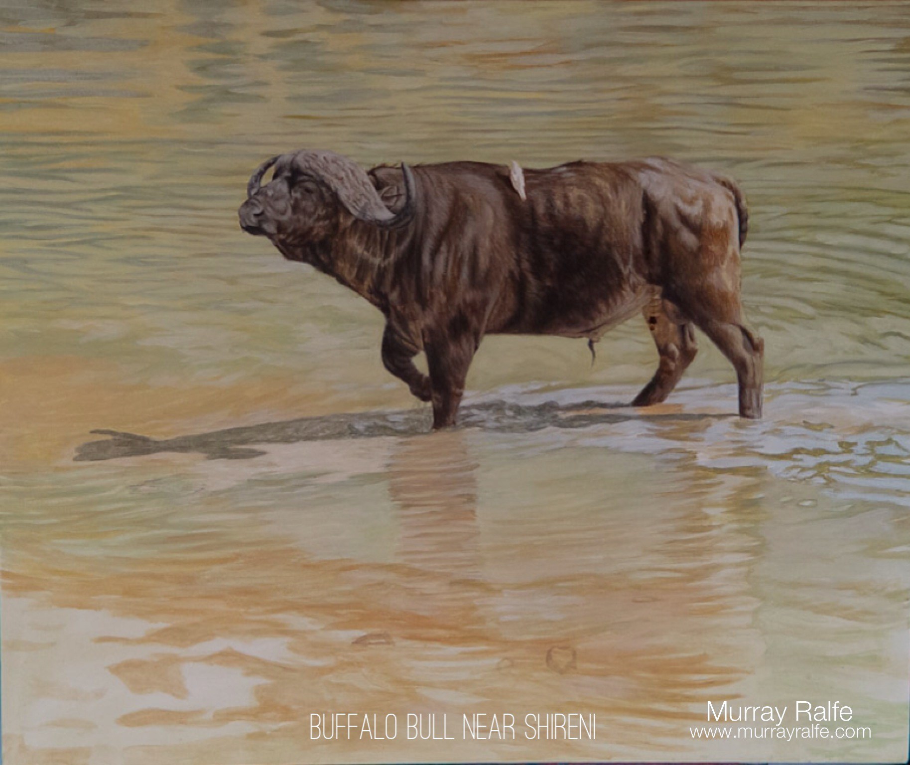1827x1536 Buffalo Bull Near Shireni, Oil Painting Murray Ralfe Art - Buffalo Oil Painting