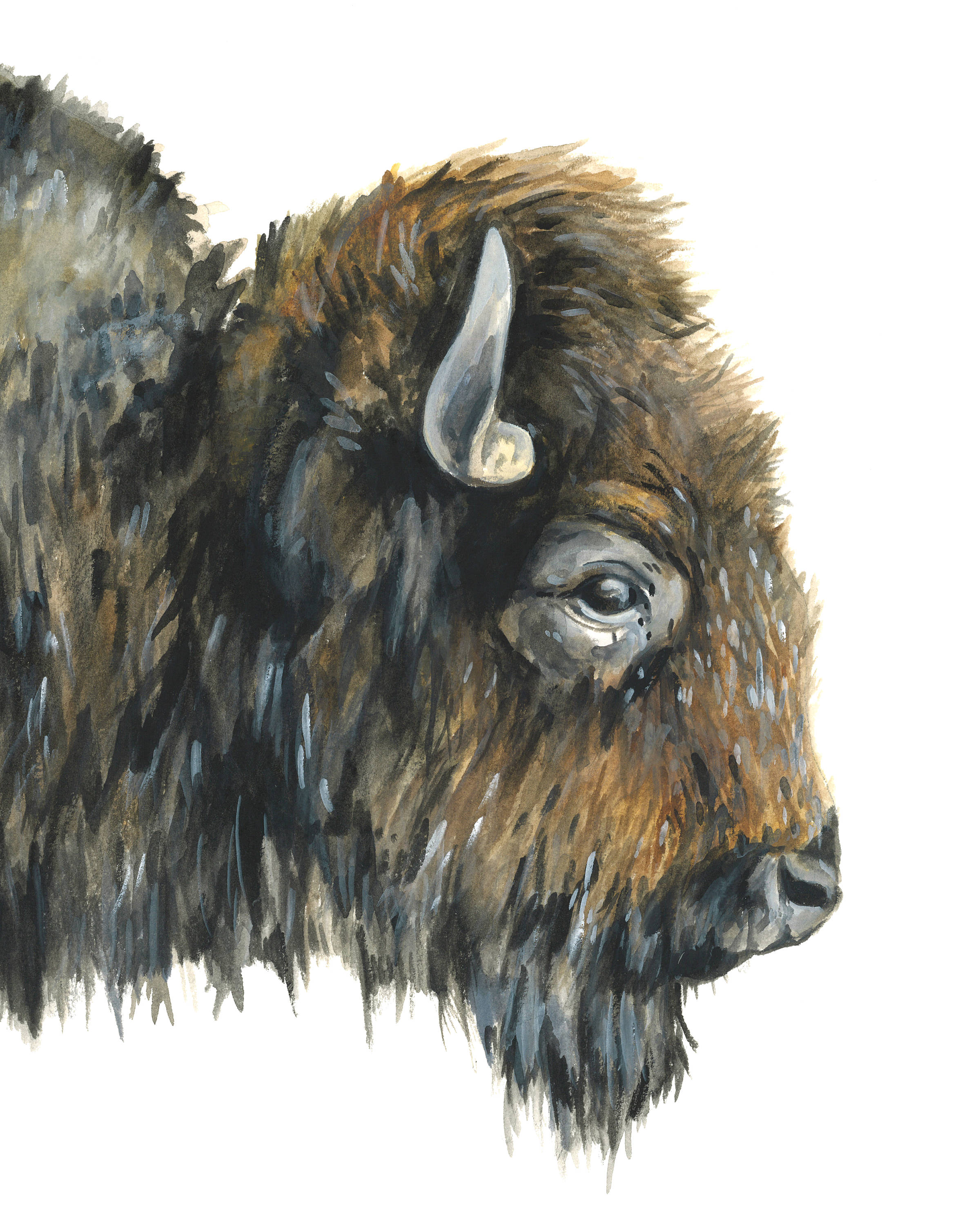 2400x3000 Buffalo Watercolor Buffalo Buffalo Watercolor Art Buffalo - Buffalo Painting
