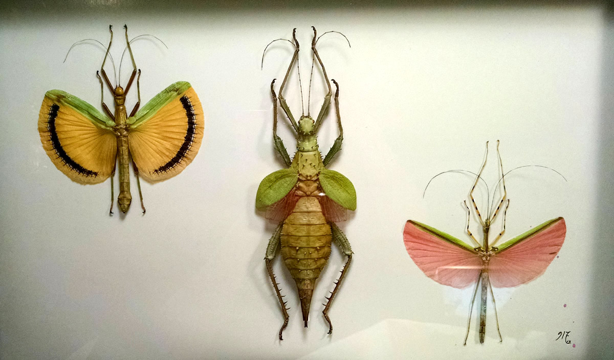 1200x704 Designer Alchemy Natural Science Insect Specimen Painting - Bug Painting