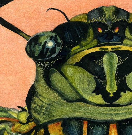 510x520 In The Details How I Paint An Insect Bioephemera - Bug Painting