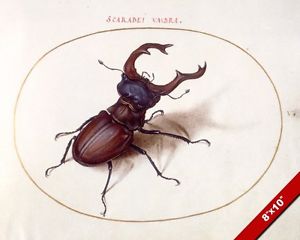 300x240 Scarab Beetle Illustration Insect Bug Watercolor Painting Art Real - Bug Painting