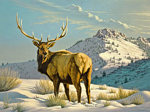 300x223 High Country Bull Painting By Paul Krapf - Bull Elk Painting