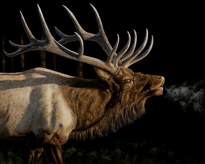712x571 Into The Light, (C) 2006 By Craig Erickson, Elk Painting Acrylic - Bull Elk Painting