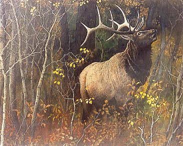 366x292 Bull Elk - Bull Elk Painting