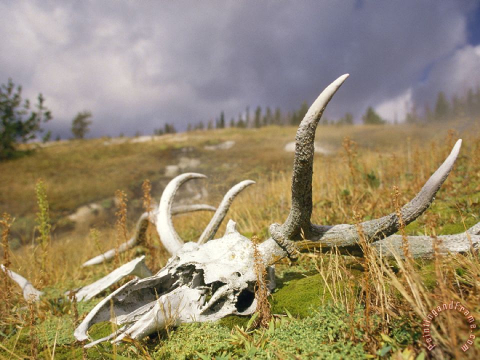 960x720 Raymond Gehman Bleached Antlers And Skull In A Mossy Meadow Mark - Bull Elk Painting