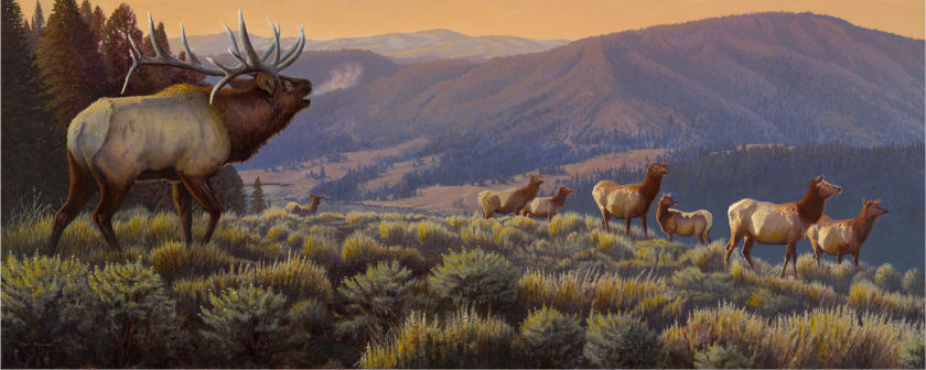 Bull Elk Painting At Explore Collection Of Bull