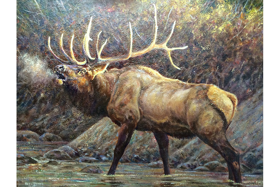 900x600 Wildlife Neil A Jones Studio Gallery - Bull Elk Painting