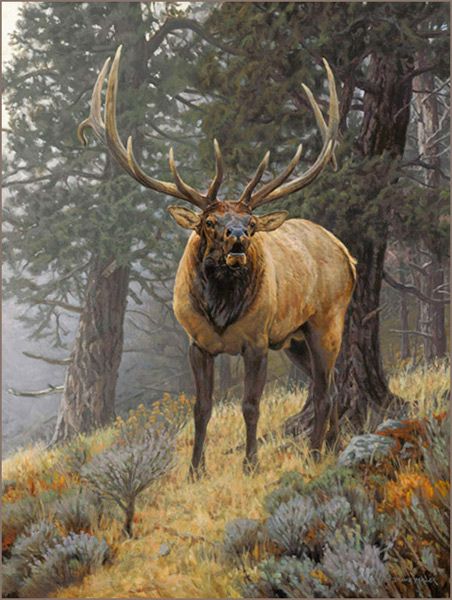 452x600 Bull Elk Oil Painting By Wildlife Artist Bruce Miller Art - Bull Elk Painting